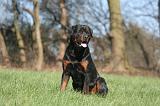 ROTTWEILER 543